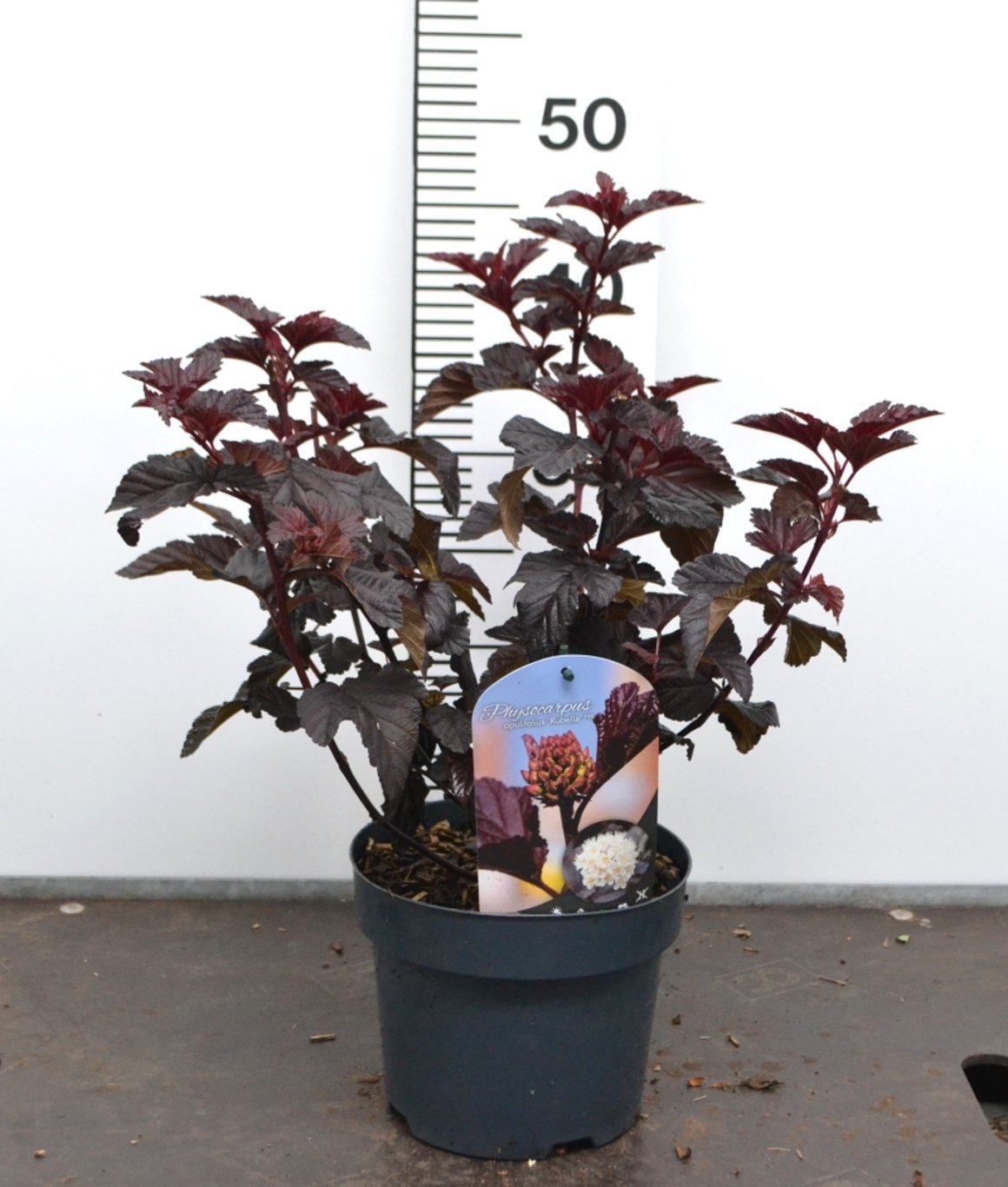 Physocarpus opulif. 'Rubella'® - C3 20-40 CM